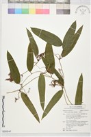 禹餘糧、冷飯藤藏品圖，第1張