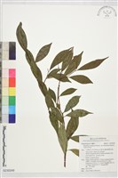 登錄號:S230249藏品圖，第1張