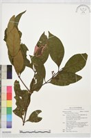 登錄號:S230250藏品圖，第1張