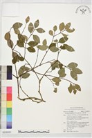 小葉赤楠藏品圖，第1張