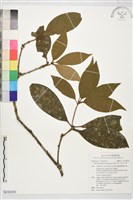 台灣八角、紅花八角藏品圖，第1張