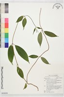 玉葉金花藏品圖，第1張