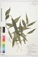 大竹葉草藏品圖，第1張