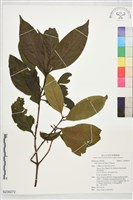 登錄號:S230272藏品圖，第1張