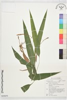 淡竹葉藏品圖，第1張