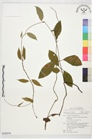 登錄號:S230276藏品圖，第1張