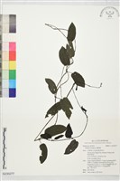 雞屎藤藏品圖，第1張