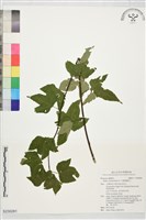 變葉懸鉤子藏品圖，第1張