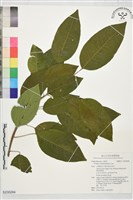 登錄號:S230284藏品圖，第1張