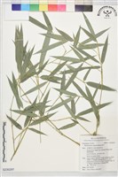 桂竹藏品圖，第1張