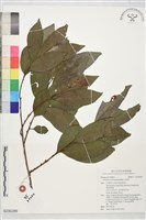 山紅柿藏品圖，第1張