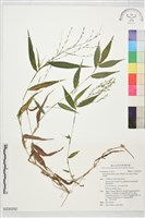 登錄號:S230292藏品圖，第1張