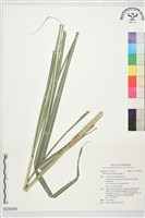 芒藏品圖，第1張