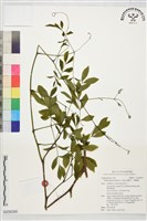 榼藤子、鴨腱藤藏品圖，第1張