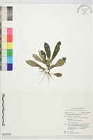 哈哼花藏品圖，第1張