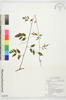 廣東山葡萄藏品圖，第1張