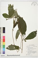 過山龍藏品圖，第1張
