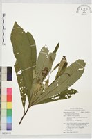 登錄號:S230311藏品圖，第1張