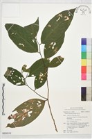 刺杜密藏品圖，第1張