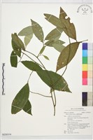 臺灣清風藤藏品圖，第1張