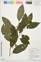 台灣山桂花藏品圖，第1張