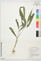 棕葉狗尾草藏品圖，第1張