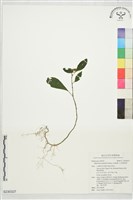 白花蛇根草藏品圖，第1張