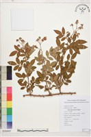 小金櫻、太魯閣薔薇藏品圖，第1張