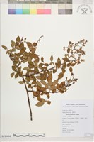 小金櫻、太魯閣薔薇藏品圖，第1張
