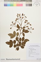 小金櫻、太魯閣薔薇藏品圖，第1張