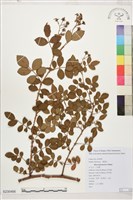 小金櫻、太魯閣薔薇藏品圖，第1張