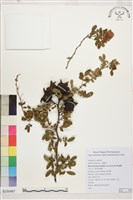 琉球野薔薇藏品圖，第1張