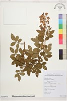 小金櫻、太魯閣薔薇藏品圖，第1張