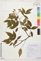 山薔薇藏品圖，第1張