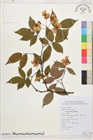 山薔薇藏品圖，第1張