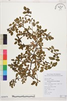 高山薔薇藏品圖，第1張