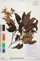 登錄號:S230483藏品圖，第1張