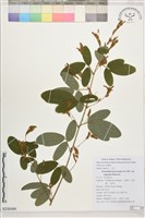 直毛假地豆藏品圖，第1張