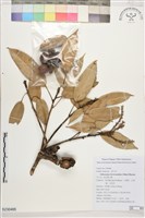 嶺南柯藏品圖，第1張