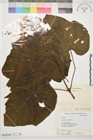 龍船花, 圓錐大青藏品圖，第1張