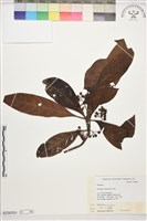 九節木、牛屎烏、青龍吐霧藏品圖，第1張