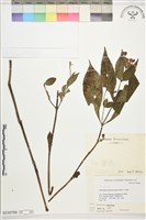 球花馬藍藏品圖，第1張