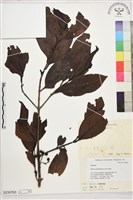 茜草樹藏品圖，第1張