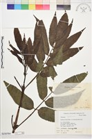 登錄號:S230764藏品圖，第1張