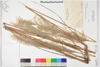 登錄號:S230771藏品圖，第1張