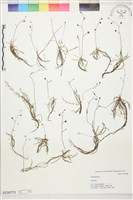 登錄號:S230773藏品圖，第1張