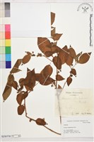 登錄號:S230778藏品圖，第1張