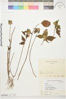 華九頭獅子草藏品圖，第1張