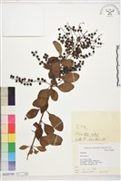 金露花、小本苦林盤藏品圖，第1張