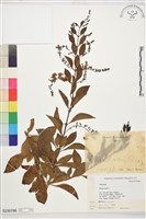 金露花、小本苦林盤藏品圖，第1張